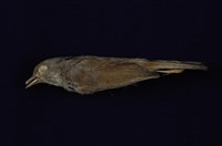 藏品(繡眼畫眉)的圖片